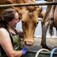 en kvinna sätter på mjölkningsmaskin på en ko