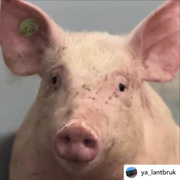 Repost • @ya_lantbruk I förra veckan kom det 320 nya grisar till vårt lantbruk! 🐖🎄

#taösterbotten